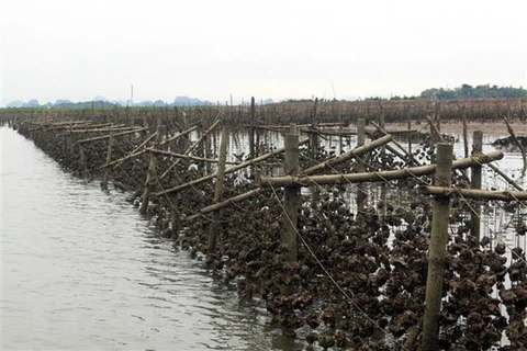 Район выращивания устриц в коммуне Хоангтан города Куангйен, провинция Куангнинь (Фото: ВИА)