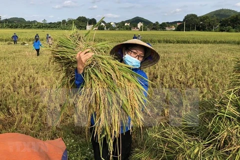Фермеры собирают рис в коммуне Виньан, провинция Тханьхоа. (Фото: ВИА)