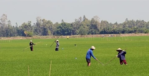 Урожай зимне-весеннего риса 2019–2019 гг. высаживается в районе Гокуао провинции Киенжанг при поддержке программы вьетнамской программы устойчивого развития сельского хозяйства. (Источник: ВИА)