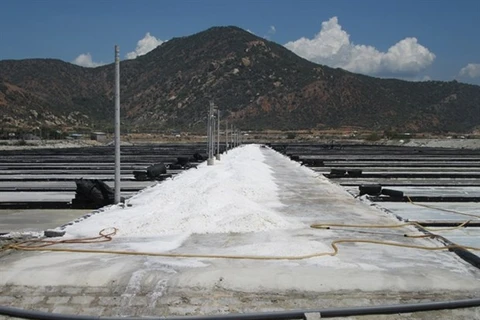 Поля, покрытые брезентом для защиты от солей в провинции Ниньтхуан. Эта модель обеспечивает высокое качество и производительность. (Фото: ВИА)