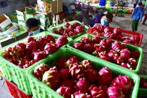 EVFTA помогает увеличить экспорт сельскохозяйственной продукции Вьетнама в ЕС (Фото: tuoitre.vn)
