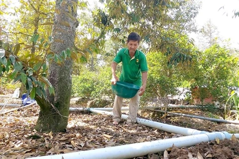 Фермер использует органические удобрения для удобрения деревьев дуриана в провинции Бенче (Фото: ВИА)