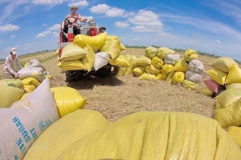 Фермеры собирают рис в общине Вибинь уезда Витхуй, провинция Хаужанг в дельте Меконга (Фото: ВИА)