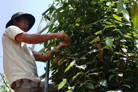 Ожидается, что цены на перец во Вьетнаме вырастут, поскольку цены на перец начали расти во всем мире (Фото: ВИА)