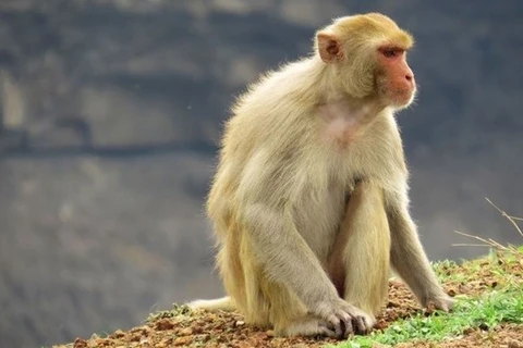 Испытания вакцины против COVID-19 были проведены на 12 различных видов обезьян семейства Macaca mulatta. (Фото: dantri.com.vn)