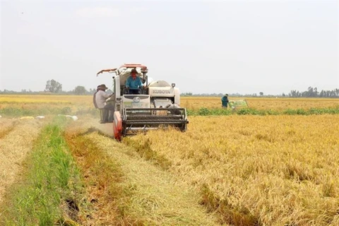 Сбор урожая риса в провинции Лонг-ан. Провинция стремится увеличить выращивание высококачественных сортов риса и использование технологий в 2020–2025 годах для повышения доходов фермеров. (Фото baolongan.vn)