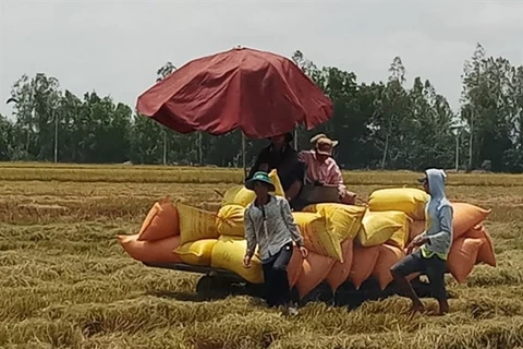 Фермеры собирают рис в общине Фыоклонг провинции Баклиеу. В последние годы провинция внедрила различные модели борьбы с бедностью, чтобы помочь бедным домохозяйствам ее избежать (Фото: ВИА)