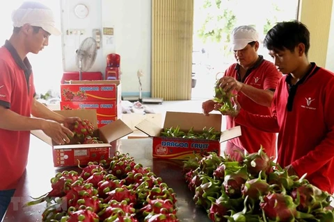 Вьетнамский драгонфрут приветствуется на австралийском рынке (Фото: ВИА)