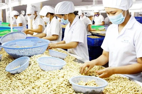 Линия по переработке орехов кешью на предприятии Nhat Huy в южной провинции Биньзыонг (Фото: ВИА)