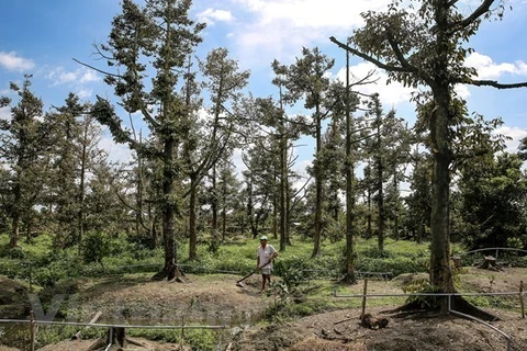 Деревья дуриана погибают из-за массового вторжения соленой воды (Фото: ВИА)