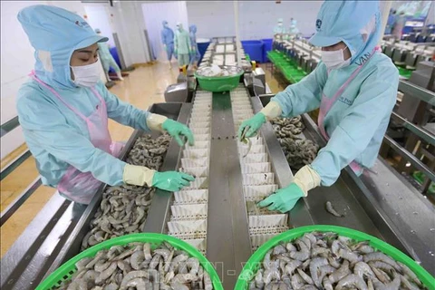 Линия по обработке креветок на экспорт корпорации Миньфу в провинции Камау. (Фото: ВИА)