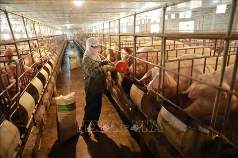 Образцовая свиноферма в уезде Бави Ханоя (Фото: ВИA) 