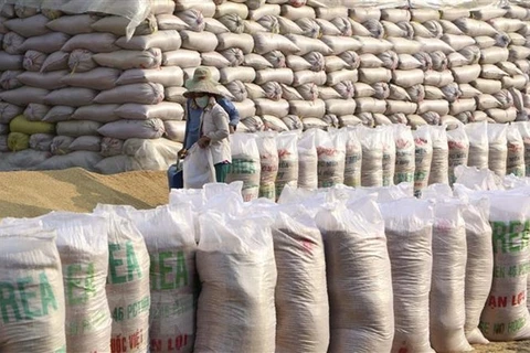 Провинция Виньлонг планирует продвигать поставки высококачественного риса. (Фото: ВИА)