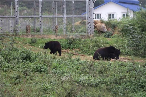 После спасения медведи живут в полудиких условиях. (Фото: ВИА)