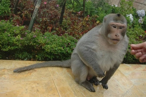Посетитель угощает обезьяну в в Дананге (Интернет) 