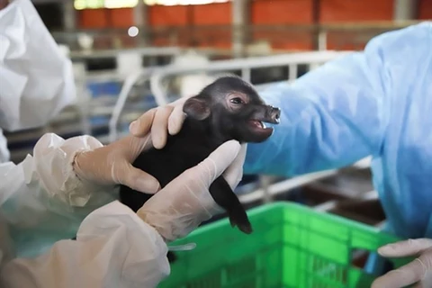 Первая свинья родилась во Вьетнаме благодаря применению технологии переноса ядра соматических клеток. (Фото: ВИА)