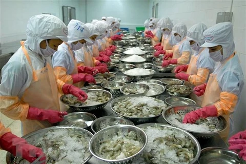Переработка замороженных креветок на экспорт в провинции Ниньтхуан. (Фото: ВИА)