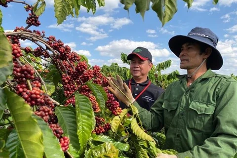 Экспорт кофе принес Вьетнаму 771 млн. долл. США в первом квартале 2021 года (Фото: ВИА)