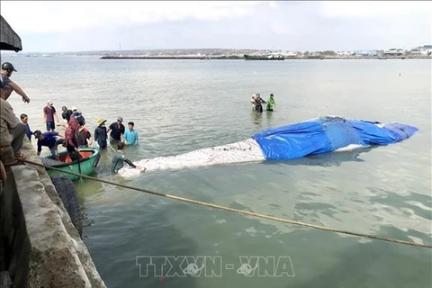 Тушу кита вывозят на берег. (Фото: ВИА)