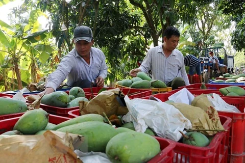 Собирают манго в провинции Анжанг в дельте Меконга. (Фото: ВИА)
