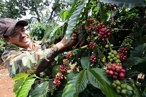 Кофе входит в число основных сельскохозяйственных продуктов, экспортируемых Вьетнамом в Россию (Фото: ВИА)