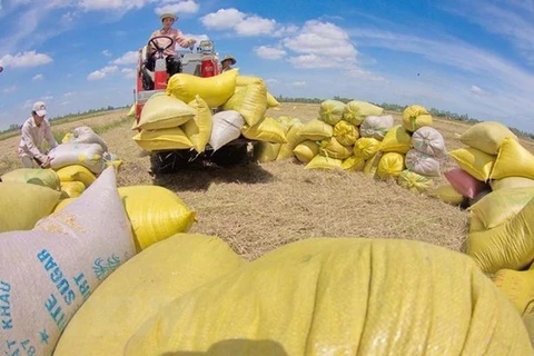 Сбор урожая риса в провинции Хаужанг (Фото: ВИA)