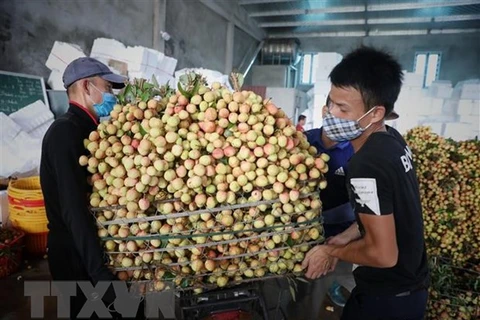 Пункт закупки личи в уезде Тан-йен, провинция Бакжанг, 28 мая. (Фото: Зань Лам/ВИА)