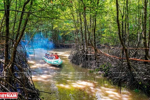 Туристы знакомятся с экосистемой мангровых лесов в Камау (Фото: ВИA)