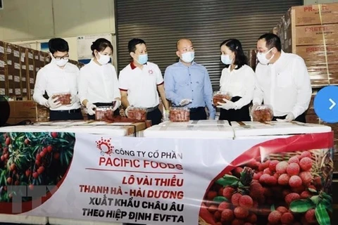 Компания Pacific Foods экспортирует первую партию личи Тханьха в ЕС. (Фото: ВИА)
