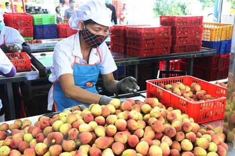Рабочий обрабатывает личи на экспорт на фабрике в общине Тханьха в уезде Тханьха, провинция Хайзыонг (Фото: ВИА)