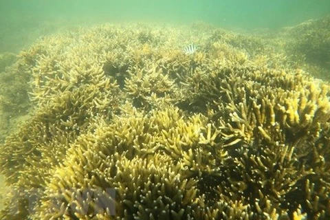 Коралловый риф в Ниньтхуане (Фото: ВИА)