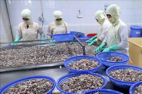Рабочие обрабатывают осьминогов на экспорт на фабрике в провинции Киенжанг в дельте Меконга (Фото: ВИА)