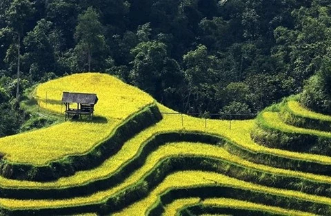 Террасные рисовые поля в районе Хоангшуфи в Хажанге (Фото: ВИА)