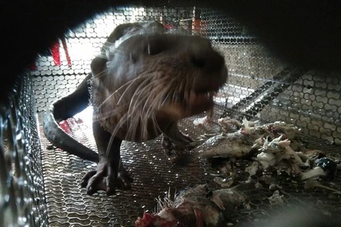 Выдра, находящееся под угрозой исчезновения животное, содержится в клетке и продается на рынке Тханьхоа в провинции Лонган (Фото: ВИА)