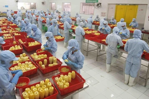 Переработка консервированных ананасовых продуктов на заводе акционерного общества сельскохозяйственного импорта и экспорта Aнжанг. (Фото: ВИА) 