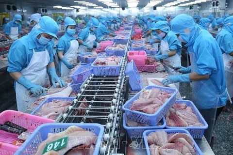 Линия по переработке пангасиуса на экспорт на заводе Southern Seafood Industry Co., Ltd (индустриальный парк Ча Нок, город Кантхо). (Фото: ВИА)