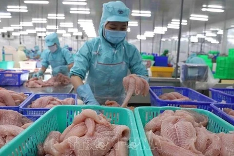 Переработка филе пангасиуса на экспорт на фабрике в провинции Донгтхап. (Фото: ВИА)