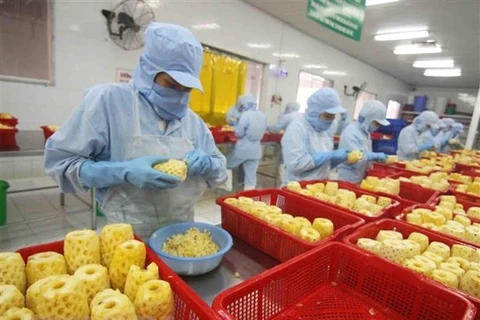 Рабочие перерабатывают ананасы на экспорт на фабрике в провинции Анжанг (Фото: ВИА)