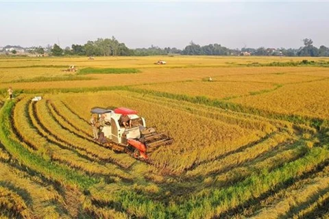 Фермеры собирают весенне-зимний урожай риса. (Фото: ВИА)