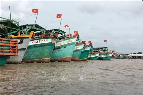 Рыбацкие лодки в Камау (Фото:ВИА)