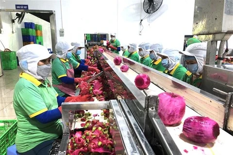 Производственная линия компании Luong Gia Food Technology. (Фото: ВИА)