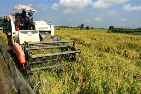Сбор урожай риса. (Фото: ВИА)