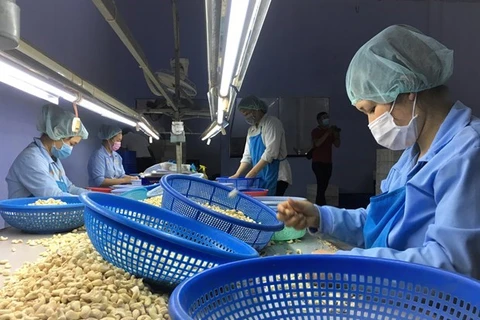 Вьетнамские рабочие перерабатывают орехи кешью. (Фото: ВИА) 