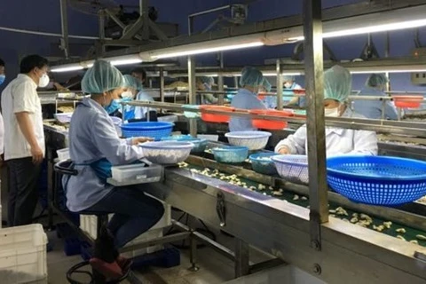 Вьетнамская индустрия орехов кешью планирует получить 3,8 млрд. долл. США от экспорта в этом году. (Фото: ВИА)