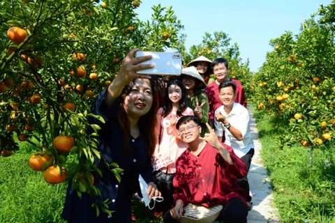 Люди посещают сад с розовыми мандаринами, предлагающий туристические услуги в районе Лайвунг провинции Донгтхап. (Фото: ВИА) 
