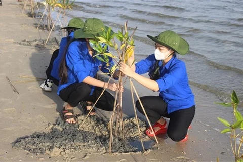 Молодые люди участвуют в посадке леса на побережье общины Кам Тхань Бак района Камлам, провинция Кханьхоа. (Иллюстративное фото: ВИА)