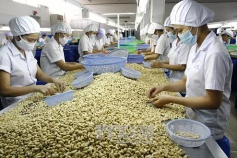 Переработка орехов кешью на экспорт. (Фото: ВИА)