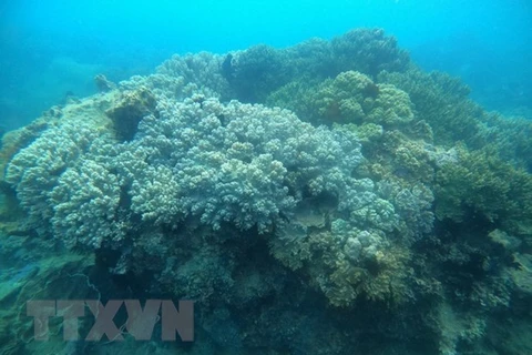 В Куиньоне есть разнообразные и богатые коралловые рифы, которые необходимо охранять. (Фото: ВИА)