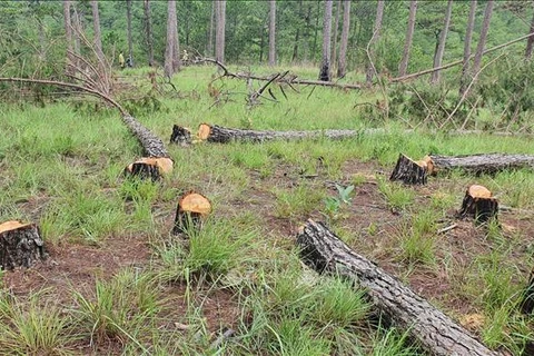 Лес трехлистных сосен был выбурен в городе Далат (провинция Ламдонг). (Фото: ВИА)