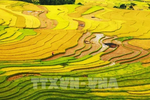Террасные поля – это произведения искусства, созданные опытным и умелым трудом представителей народности Хмонг. (Фото: Лам Хань/ВИА)